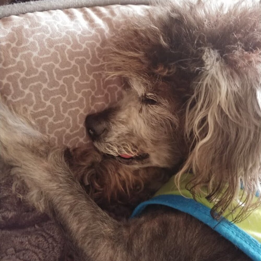 Robin here...Tweet...Tweet 🐦🐦🐦 - Picture 7 of 9